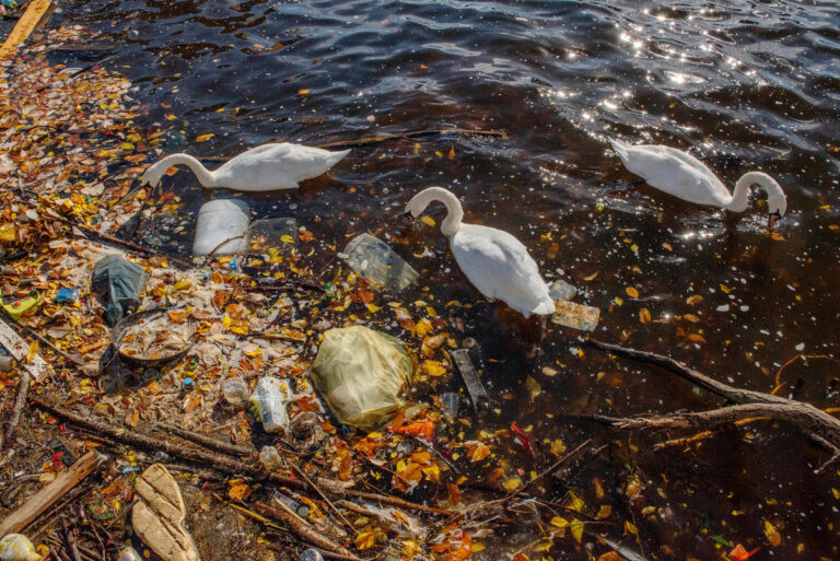 Birds in plastic filled water image